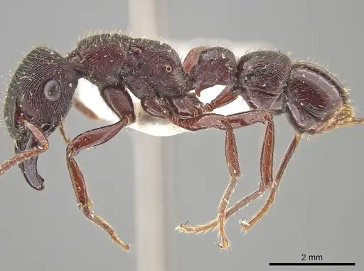 Gnamptogenys mordax specimen ICN007887 image icn007887_3