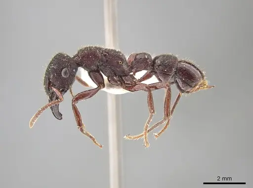 Gnamptogenys mordax specimen ICN007887 image icn007887_4