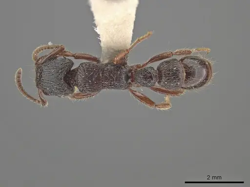 Gnamptogenys mordax specimen ICN007889 image icn007889_1