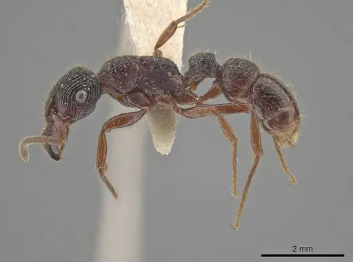 Gnamptogenys mordax specimen ICN007889 image icn007889_3