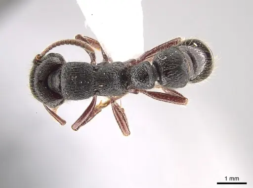 Gnamptogenys mordax specimen ICN047082 image icn047082_1