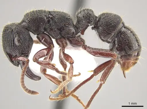 Gnamptogenys mordax specimen ICN047082 image icn047082_4