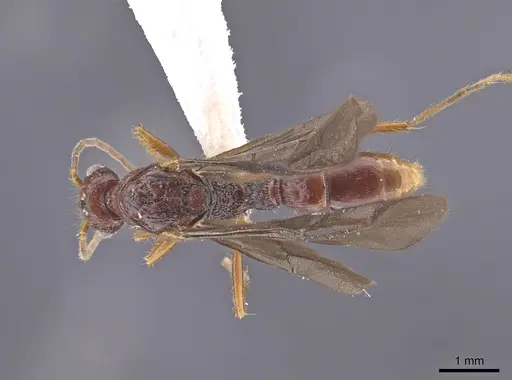 Gnamptogenys mordax specimen ICN103571 image icn103571_1