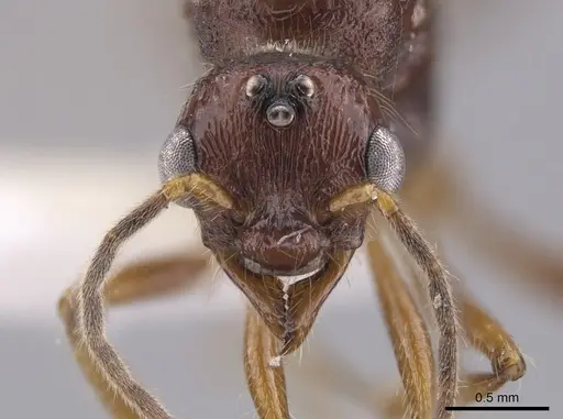 Gnamptogenys mordax specimen ICN103571 image icn103571_2
