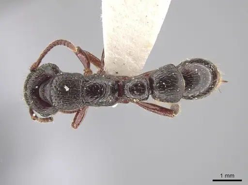 Gnamptogenys mordax specimen LACMENT683036 image lacment683036_1