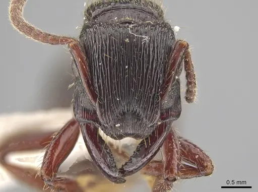 Gnamptogenys mordax specimen LACMENT683036 image lacment683036_3