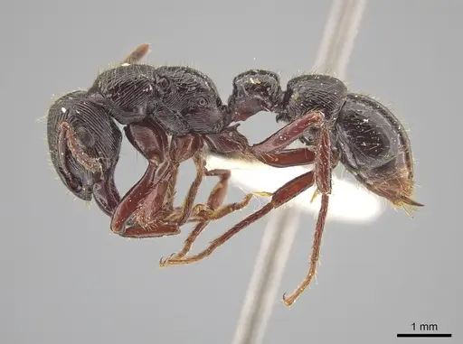 Gnamptogenys mordax specimen LACMENT683036 image lacment683036_4