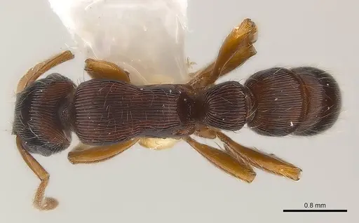 Gnamptogenys regularis specimen CASENT0179948 image casent0179948_1