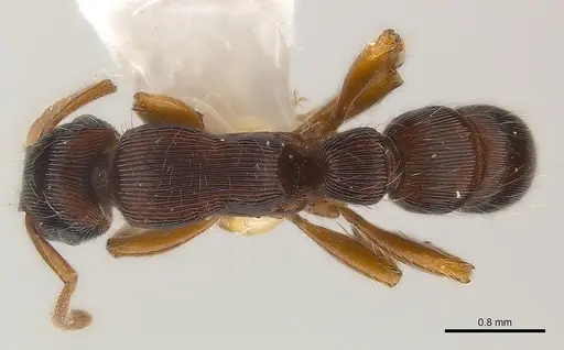Gnamptogenys regularis specimen CASENT0179948 image casent0179948_2