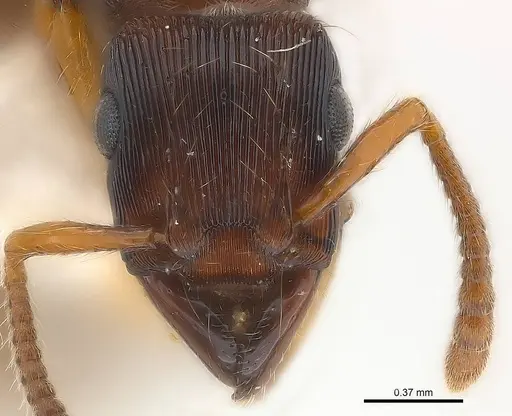 Gnamptogenys regularis specimen CASENT0179948 image casent0179948_3