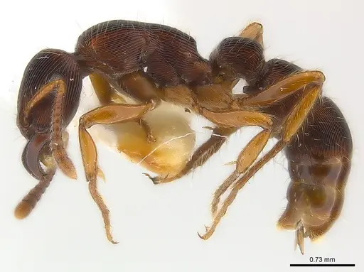 Gnamptogenys regularis specimen CASENT0179948 image casent0179948_5