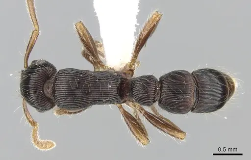 Gnamptogenys regularis specimen CASENT0281224 image casent0281224_1