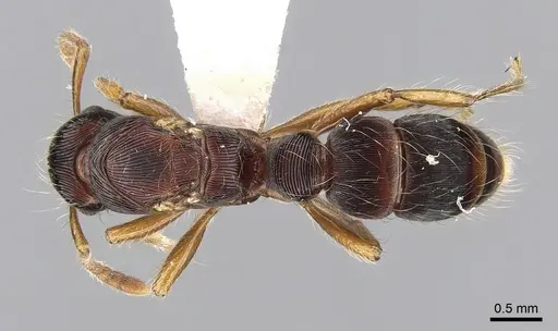 Gnamptogenys regularis specimen CASENT0281225 image casent0281225_1