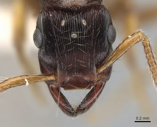 Gnamptogenys regularis specimen CASENT0281225 image casent0281225_2