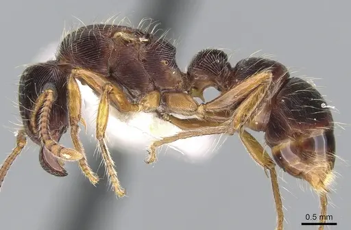 Gnamptogenys regularis specimen CASENT0281225 image casent0281225_3