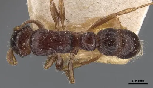 Gnamptogenys regularis specimen CASENT0907187 image casent0907187_1