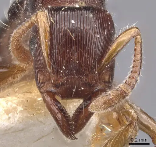 Gnamptogenys regularis specimen CASENT0907187 image casent0907187_2