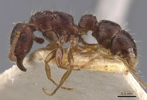 Gnamptogenys regularis specimen CASENT0907187 image casent0907187_3