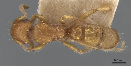 Gnamptogenys regularis specimen CASENT0907189 image casent0907189_1