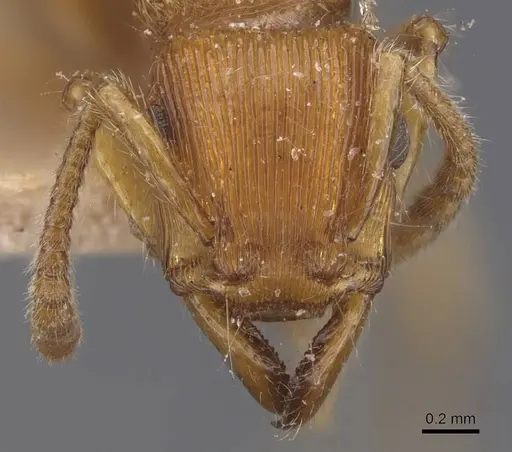 Gnamptogenys regularis specimen CASENT0907189 image casent0907189_2