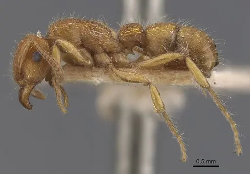 Gnamptogenys regularis specimen CASENT0907189 image casent0907189_3