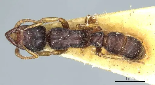 Gnamptogenys regularis specimen CASENT0915914 image casent0915914_1