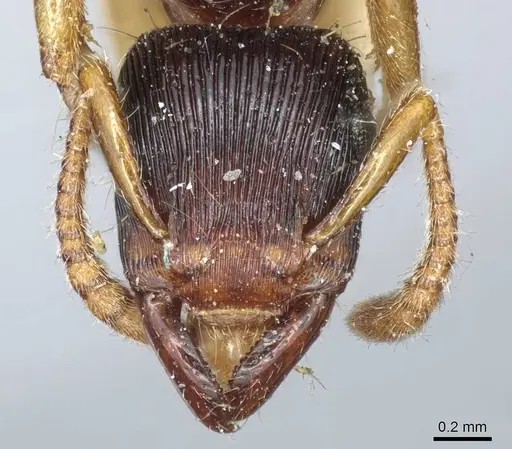 Gnamptogenys regularis specimen CASENT0915914 image casent0915914_2