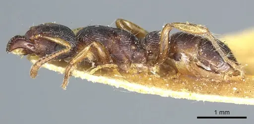 Gnamptogenys regularis specimen CASENT0915914 image casent0915914_3