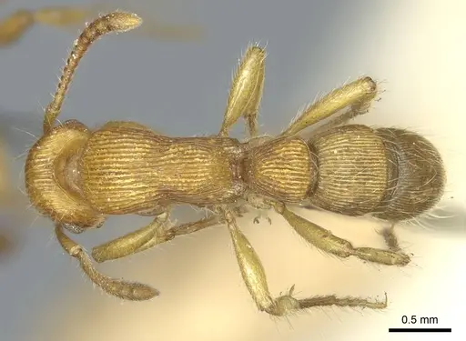 Gnamptogenys regularis specimen CASENT0915915 image casent0915915_1