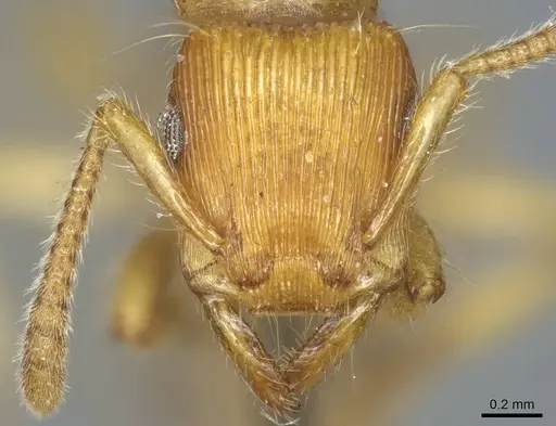 Gnamptogenys regularis specimen CASENT0915915 image casent0915915_2