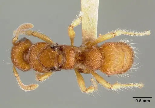 Gnamptogenys regularis specimen CASTYPE00616 image castype00616_1