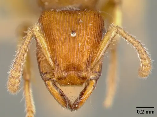 Gnamptogenys regularis specimen CASTYPE00616 image castype00616_2