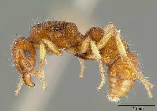 Gnamptogenys regularis specimen CASTYPE00616 image castype00616_3