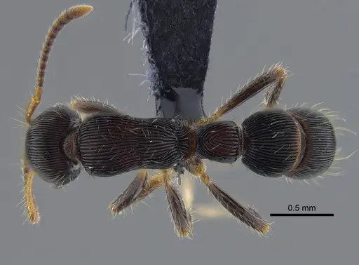 Gnamptogenys regularis specimen CBUMAGENT41749 image cbumagent41749_1