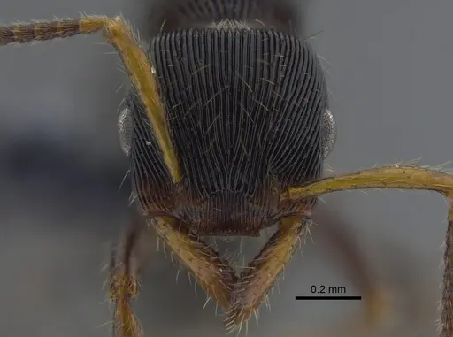Gnamptogenys regularis specimen CBUMAGENT41749 image cbumagent41749_2