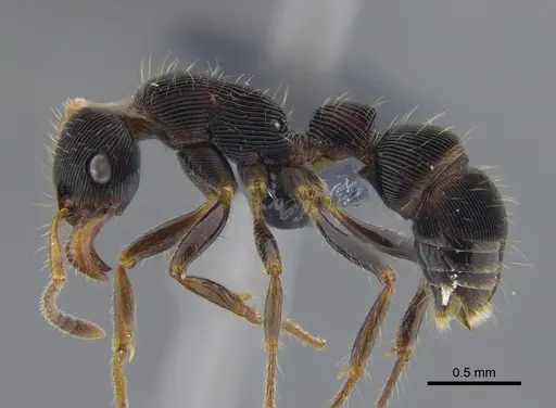 Gnamptogenys regularis specimen CBUMAGENT41749 image cbumagent41749_3