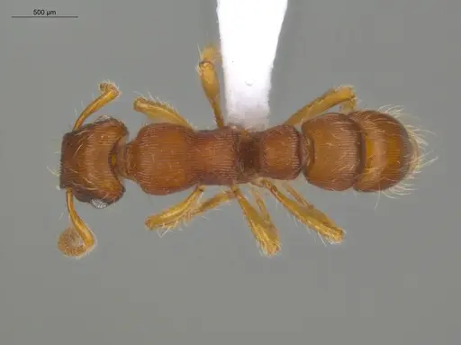 Gnamptogenys regularis specimen ECOFOG-GAL18-0129-14 image ecofog-gal18-0129-14_1