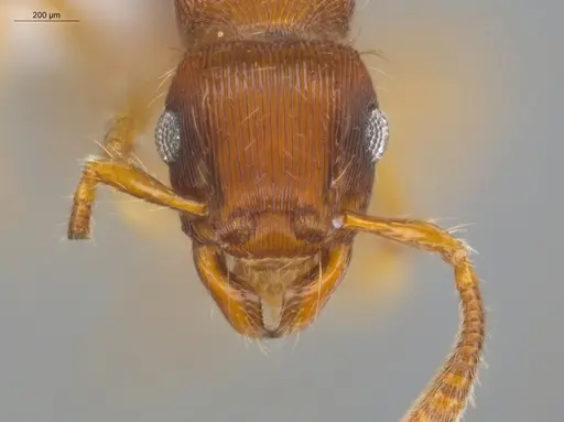 Gnamptogenys regularis specimen ECOFOG-GAL18-0129-14 image ecofog-gal18-0129-14_2