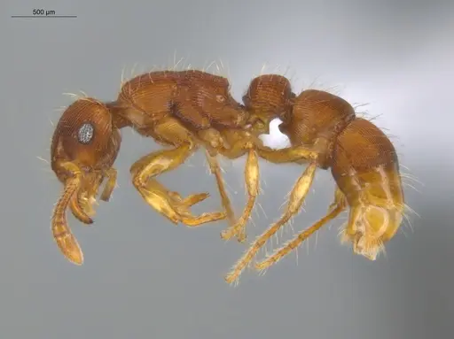 Gnamptogenys regularis specimen ECOFOG-GAL18-0129-14 image ecofog-gal18-0129-14_3