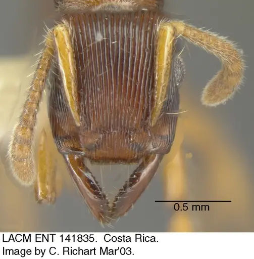 Gnamptogenys regularis specimen LACMENT141835 image lacment141835_1