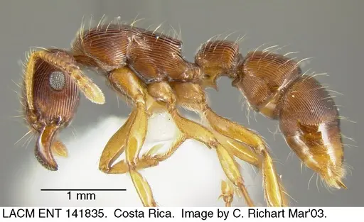 Gnamptogenys regularis specimen LACMENT141835 image lacment141835_2