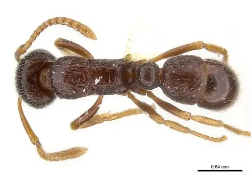 Gnamptogenys rumba specimen CASENT0179954 image casent0179954_2