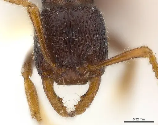 Gnamptogenys rumba specimen CASENT0179954 image casent0179954_3