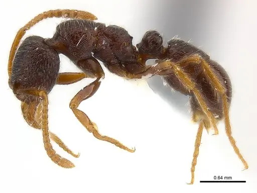 Gnamptogenys rumba specimen CASENT0179954 image casent0179954_5