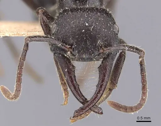 Gnamptogenys schmitti specimen CASENT0907193 image casent0907193_2