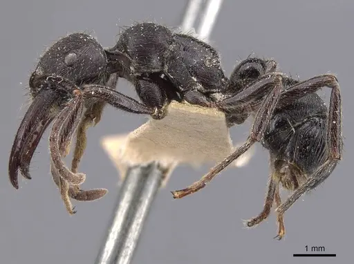 Gnamptogenys schmitti specimen CASENT0907193 image casent0907193_3