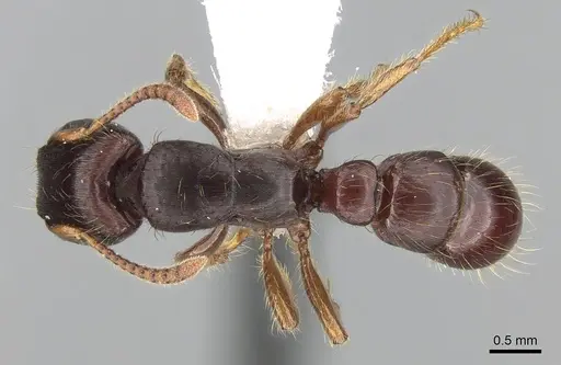 Gnamptogenys stellae specimen CASENT0281227 image casent0281227_1