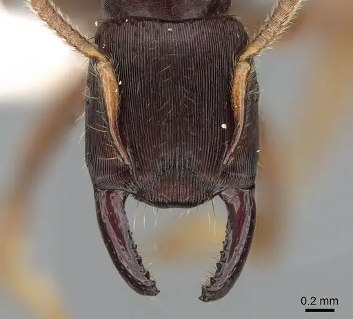Gnamptogenys stellae specimen CASENT0281227 image casent0281227_2