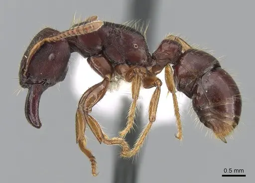 Gnamptogenys stellae specimen CASENT0281227 image casent0281227_3
