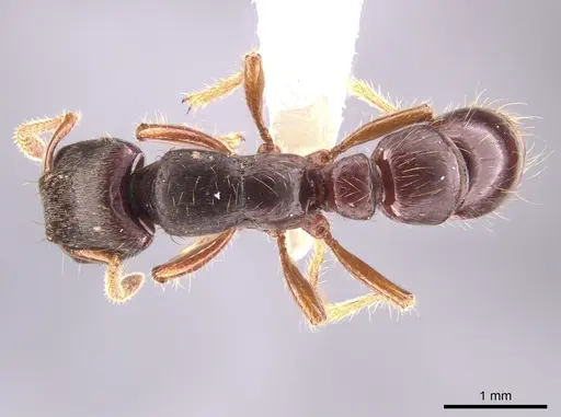 Gnamptogenys stellae specimen CASENT0640076 image casent0640076_1